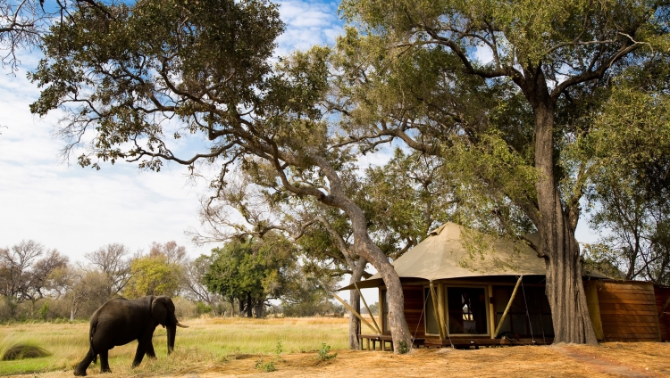 &Beyond Xaranna - Besuch vom Elefant